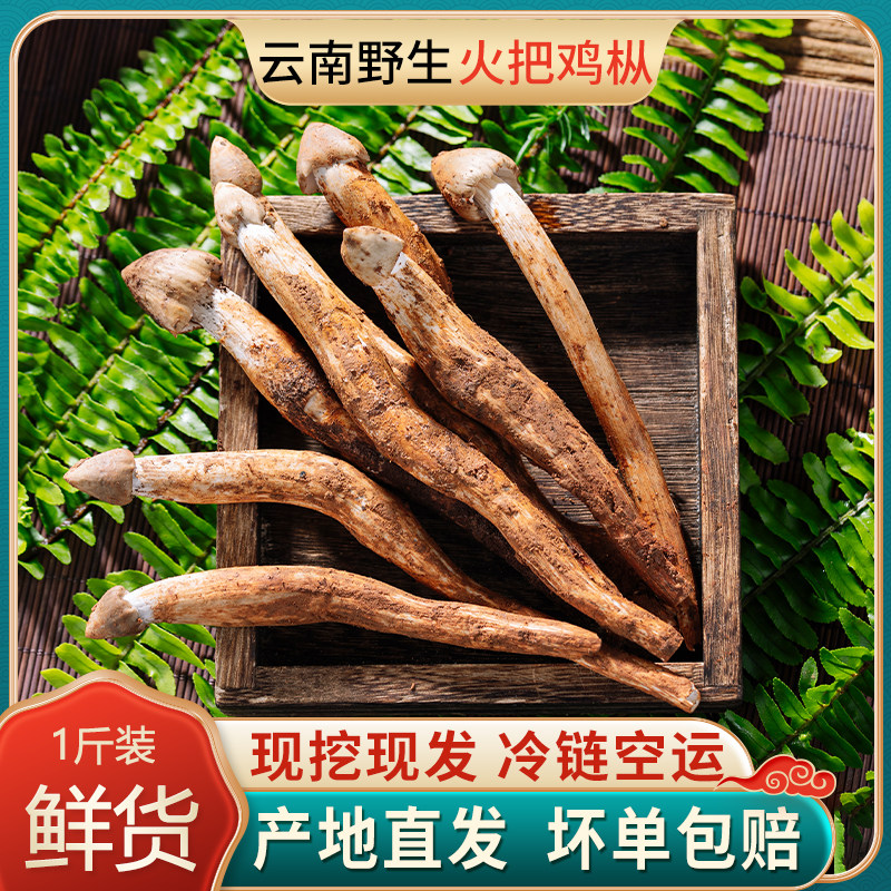 云南特产火把鸡枞菌新鲜鸡纵菌野生鸡棕菌云南荔枝斗鸡菌菇炸油