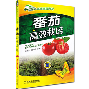 番茄高效栽培 番茄种植技术书籍 西红柿栽培技术大全书籍 番茄病虫害诊治 农业种植技术书籍 大棚番茄栽培种植书