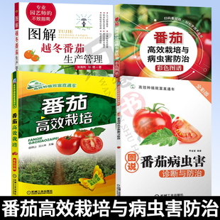 番茄种植技术番茄种植书籍 番茄高效栽培+番茄高效栽培与病虫害防治彩色图谱附视频+图解越冬番茄生产管理西红柿种植技术学习书