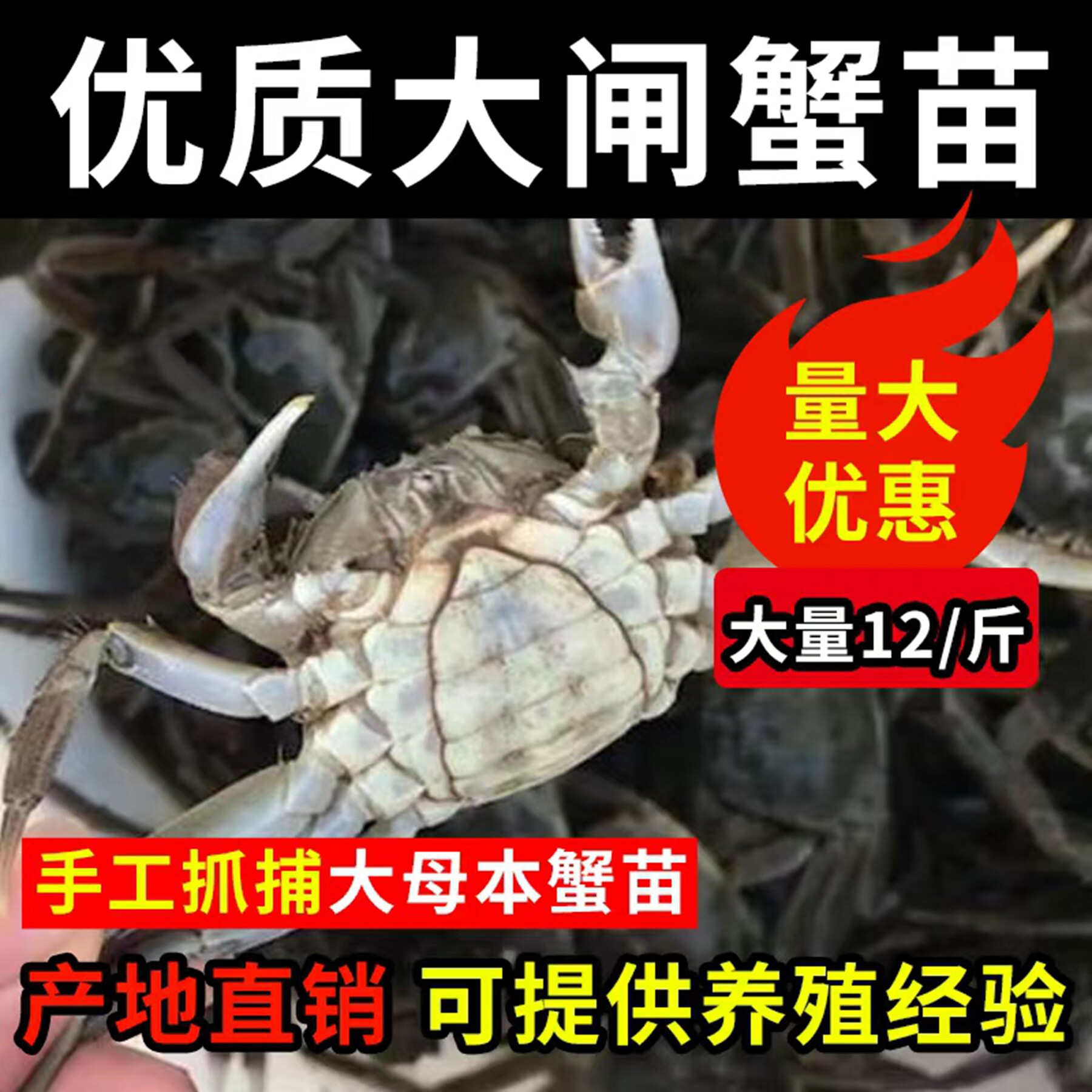活蟹全母盘锦河蟹苗淡水大闸蟹苗扣蟹苗长江一号小螃蟹中华绒螯蟹