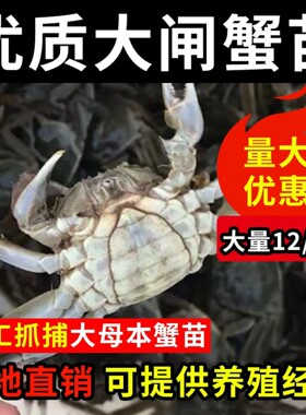 全母蟹苗精品正宗养殖大闸蟹鲜活