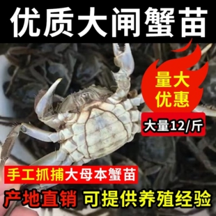 活蟹全母盘锦河蟹苗淡水大闸蟹苗扣蟹苗长江一号小螃蟹中华绒螯蟹