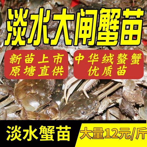 盘锦河蟹活体蟹苗稻田养殖小螃蟹