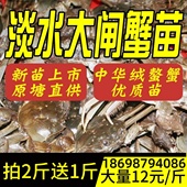 盘锦河蟹活体大闸蟹鲜活苗淡水稻田养殖小螃蟹扣蟹公母绒螯蟹 包邮