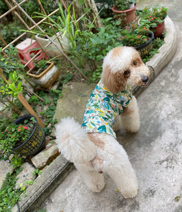 衣服巨贵无袖 上衣古牧柯基大狗夏装 纯棉宠物衬衣中大型犬夏季 新品