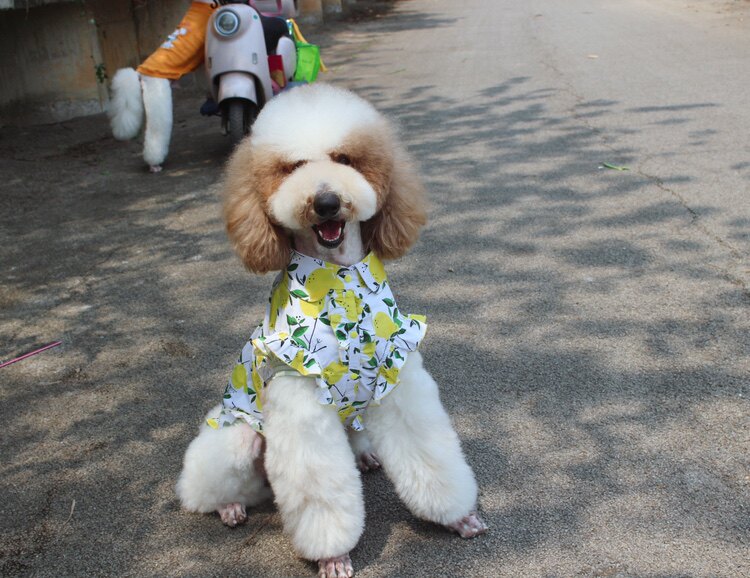 夏天的味道情侣柠檬中大型犬衬衫金毛巨贵拉多松狮柴犬柯基裙子