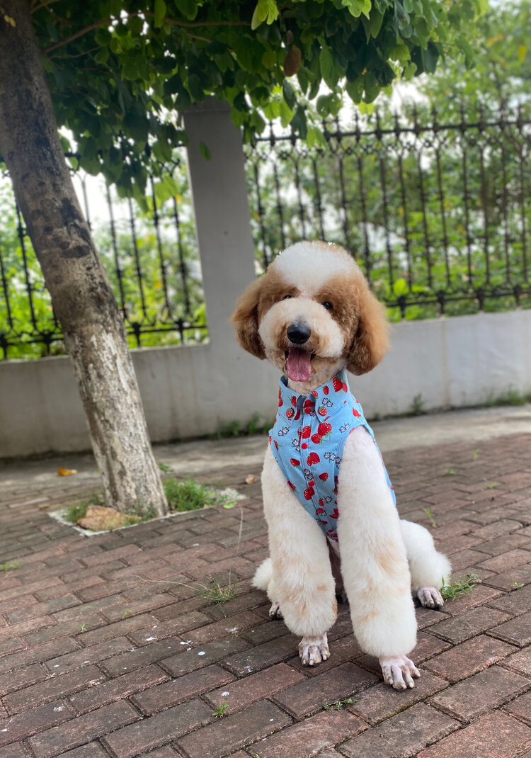 狗狗草莓衬衣大狗衬衣拉多夏装泰狗宠物服装/雨衣