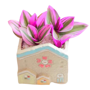 婚礼油画盆栽室内植物玫红色观叶紫露草进化吊兰桌面好养水培绿植