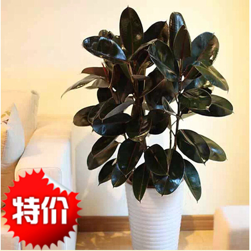 橡皮树盆栽室内大型植物植物 黑金刚客厅办公室花卉绿植在类目 鲜花速递/花卉仿真/绿植园艺, 花卉/绿植盆栽（新）, 大型绿植/成品组合盆栽中 - 来自Buy2taobao.com提供专业的淘宝代购服务