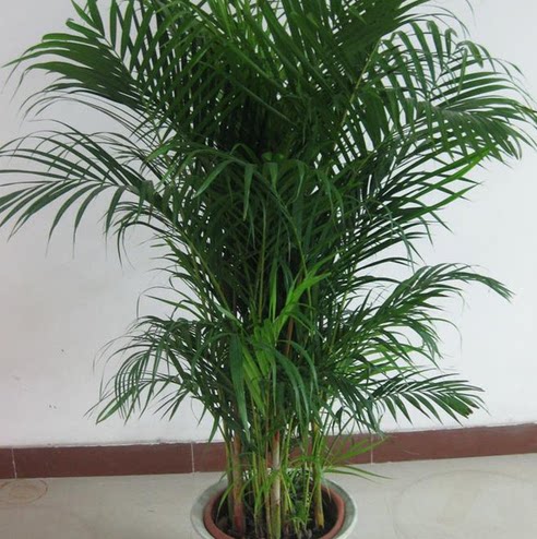 散尾葵凤尾竹植物盆栽家里客厅大型绿植四季卧室内