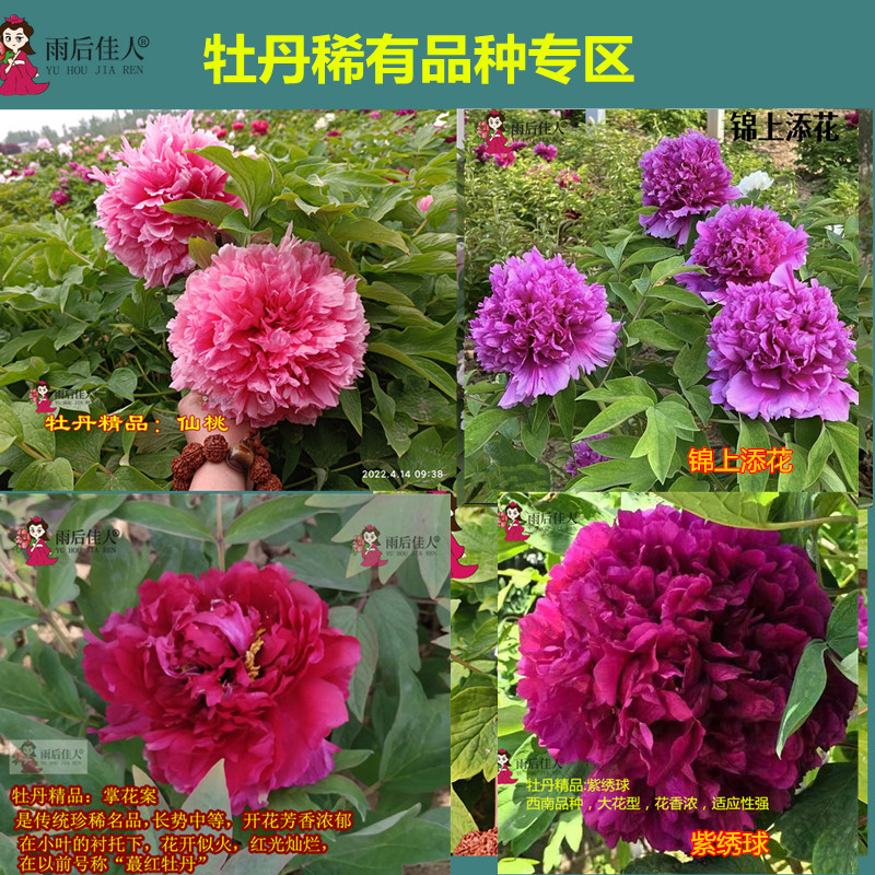 精品易活易开花老品稀有传统牡丹