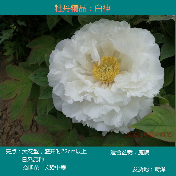 白神白王狮子昼夜白村松樱玉麒麟红麒麟牡丹苗菏泽白色牡丹庭院花