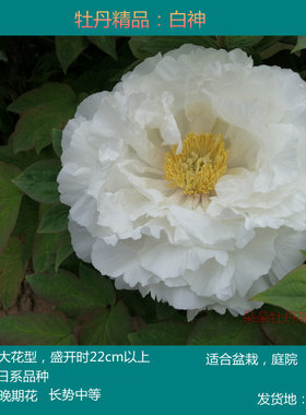 白神白王狮子昼夜村松樱红麒麟花
