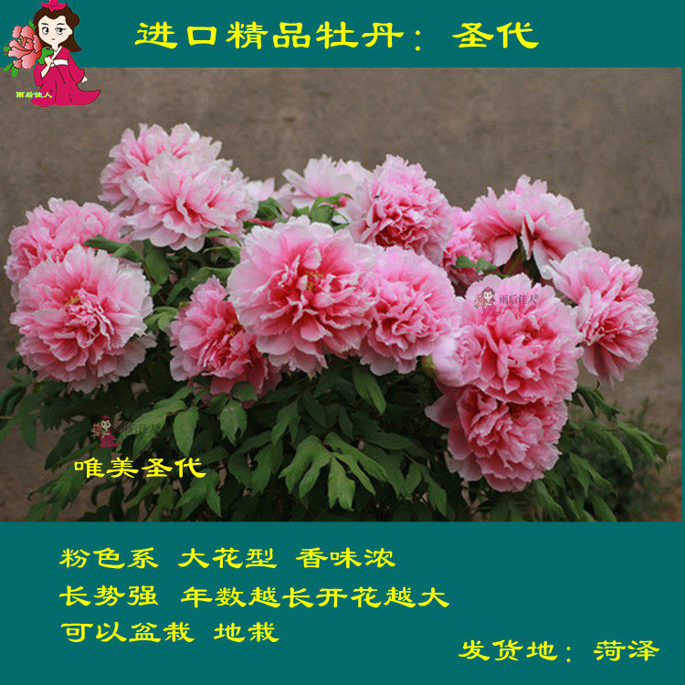 圣代珊瑚台锦之艳雪映桃花贵妃插翠如花似玉牡丹花菏泽正宗粉庭院