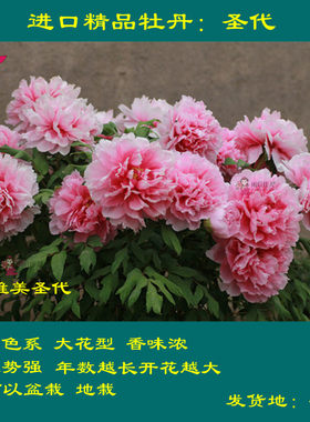 雪映贵妃圣代丹炉正宗粉色系桃花