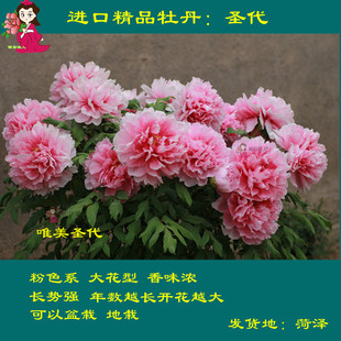 圣代珊瑚台锦之艳雪映桃花贵妃插翠如花似玉牡丹花菏泽正宗粉庭院