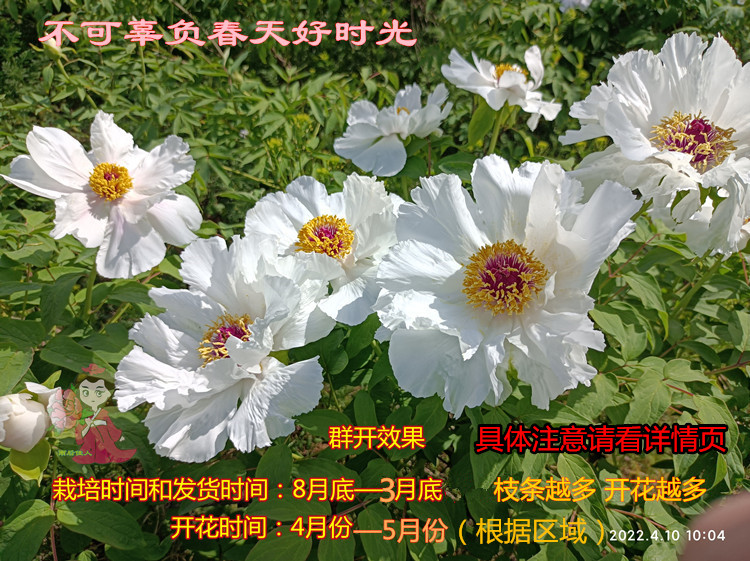 油画牡丹苗新款白色粉色高档浓香菏泽观赏好养活庭院阳台花卉盆栽