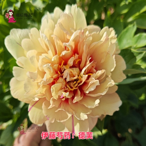 德芙恋爱伊藤芍药苗漂亮有香味
