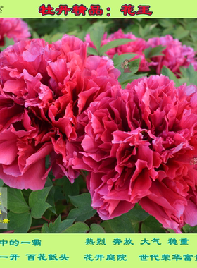 花王牡丹玉楼春牡丹菏泽牡丹花卉绿植盆栽阳台庭院花雨后佳人牡丹