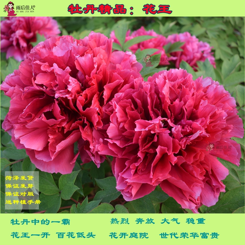 花王牡丹多层重瓣观赏性强精品