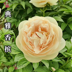 典雅香槟芍药欧文斯芍药庭院香味
