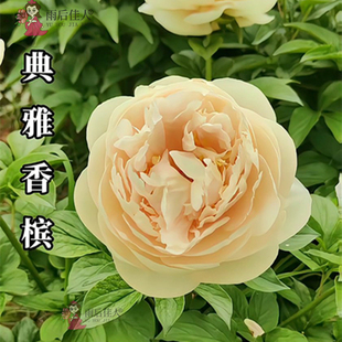 典雅香槟枕边细语欧文斯上校进口观赏芍药苗带根块多年生正宗重瓣