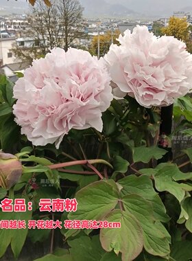 软玉温香牡丹花色漂亮吸引人