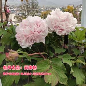 软玉温香牡丹花色漂亮吸引人