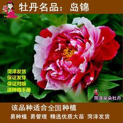 岛锦牡丹花苗翔天层中笑观赏牡丹苗菏泽进口重瓣复色花苗庭院阳台