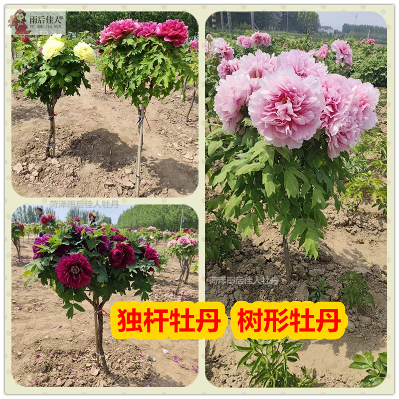 独杆牡丹树型菏泽朵朵花王岛锦黄冠牡丹飞燕凌空红花客厅庭院阳台