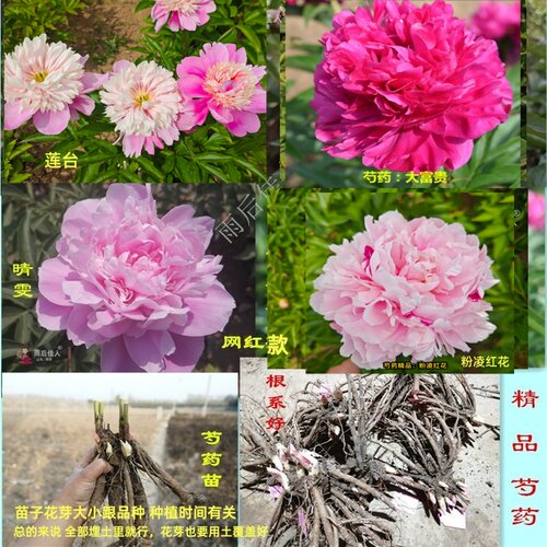 紫檀生烟粉蝶奶昔芍药苗观赏好养