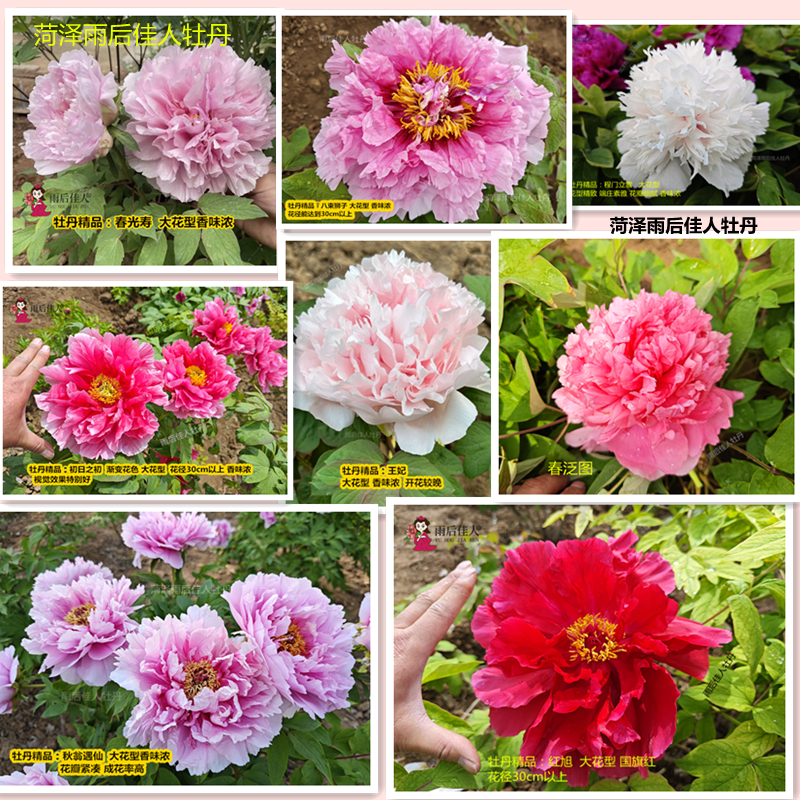 牡丹雄狮秋翁遇仙木本春季大花型