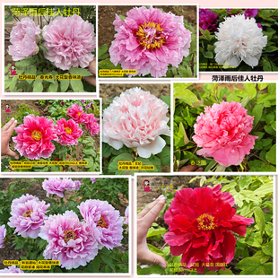 秋翁遇仙岛之藤芳红岛津红白妙红旭银丝贯顶花苗 牡丹精品专区