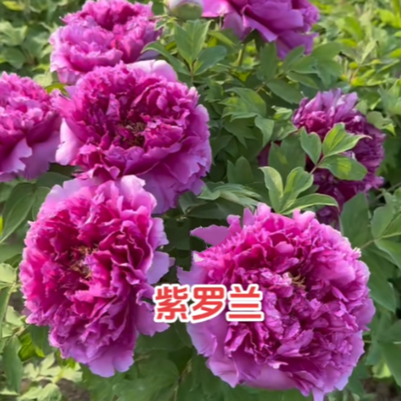 紫罗兰春秋红珠峰绿波牡丹花苗阳台庭院重瓣正宗秋季发货