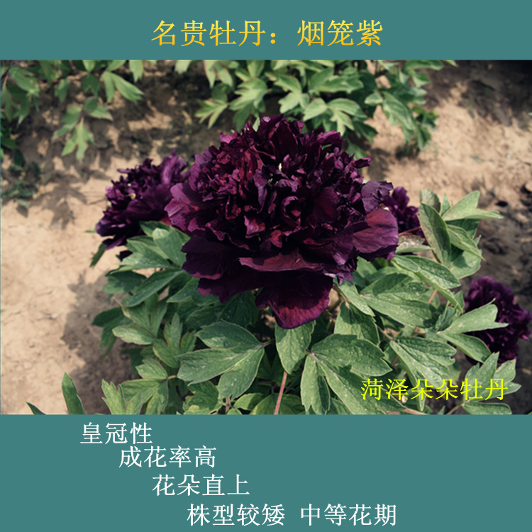 烟笼紫牡丹初乌冠世墨玉黑夫人乌金耀辉皇嘉门黑花魁