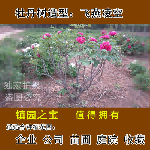 牡丹多年生菏泽庭院盆栽花卉苗