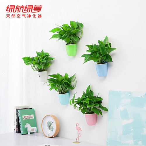 水培植物花盆挂墙创意素材模板 水培植物花盆挂墙创意图片下载 小麦优选