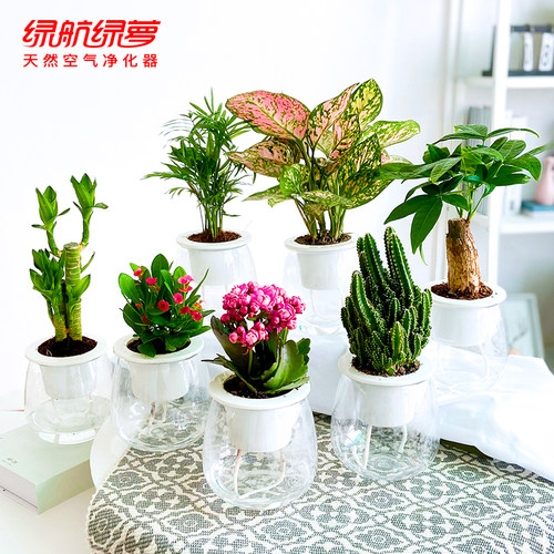 富贵花销量排行榜 富贵花品牌热度排名 小麦优选