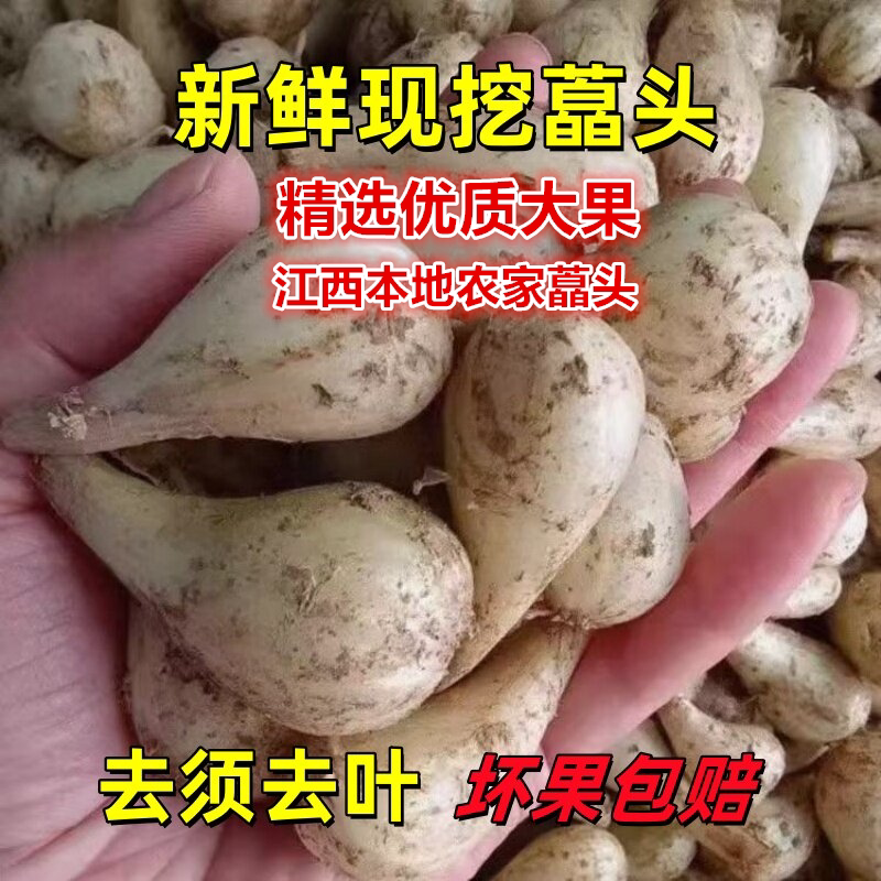 藠头新鲜荞头现挖新鲜芥头江西农家教头茭头剪须去叶腌制泡菜当季