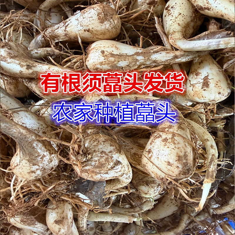 荞头新鲜藠头江西农家茭头教头带须藠头现挖5斤薤头时令蔬菜腌制