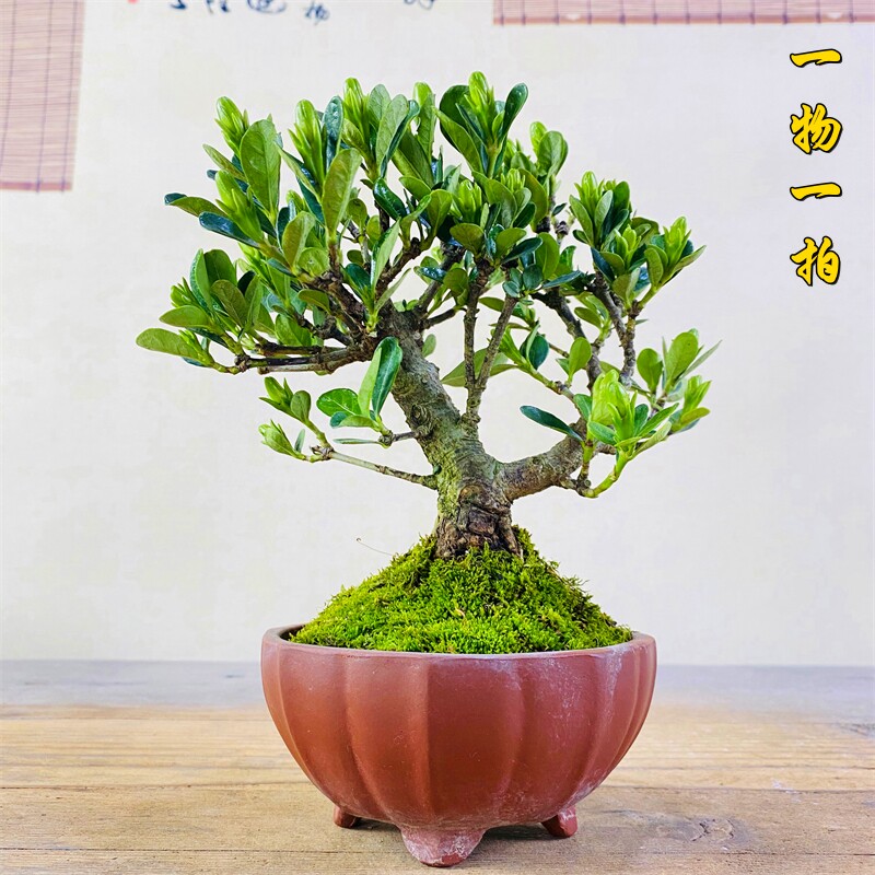 云栖园日本达摩栀子中式茶室盆景乔迁礼物送长辈观花老桩一物一拍