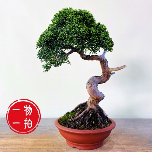 云栖园一物一拍日本济州真柏