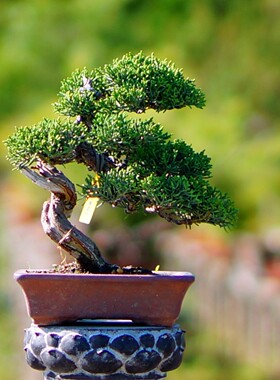 云栖园松柏盆景精品好物推荐