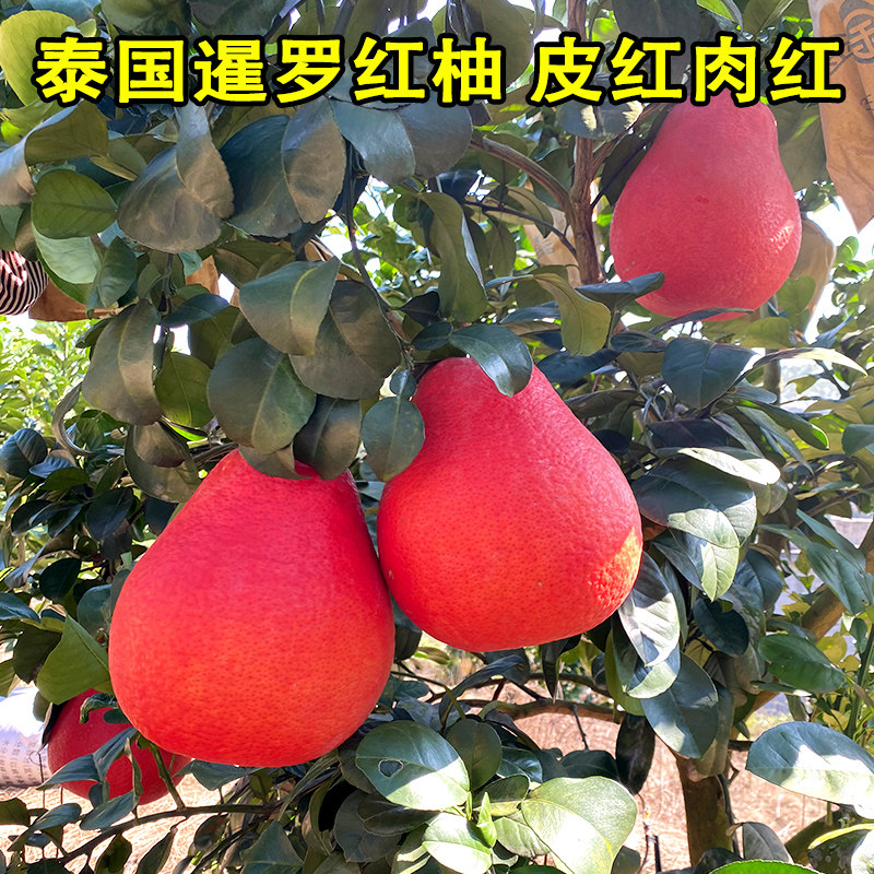 红宝石青柚翡翠青柚泰国暹罗红柚树苗嫁接新品种红皮红肉柚子树苗