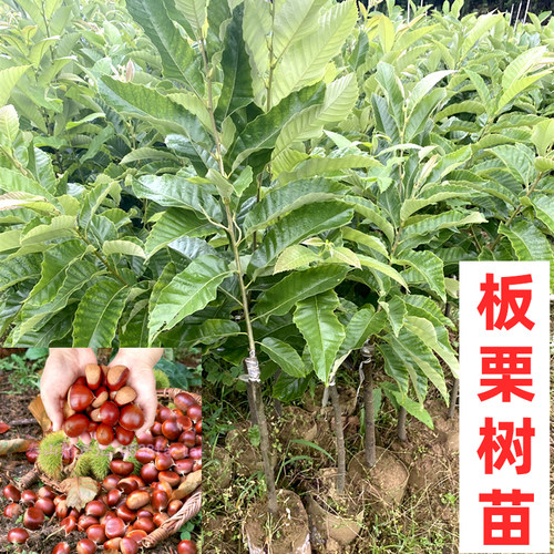 板栗苗嫁接油栗大红袍带土