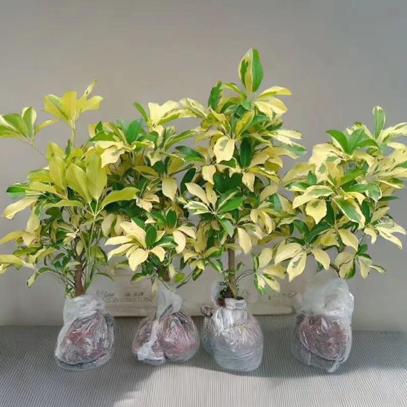 花叶鸭脚木老桩鹅掌木金钱树富贵招财树花卉盆栽室内耐阴阳台好养