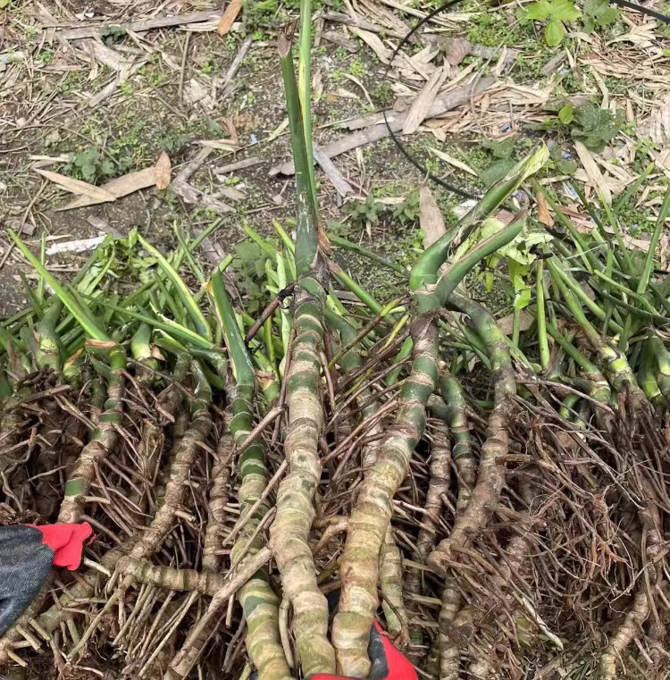 龟背竹老桩大叶品种老桩盆栽室内可水培长宽半米吸甲醛易活包邮