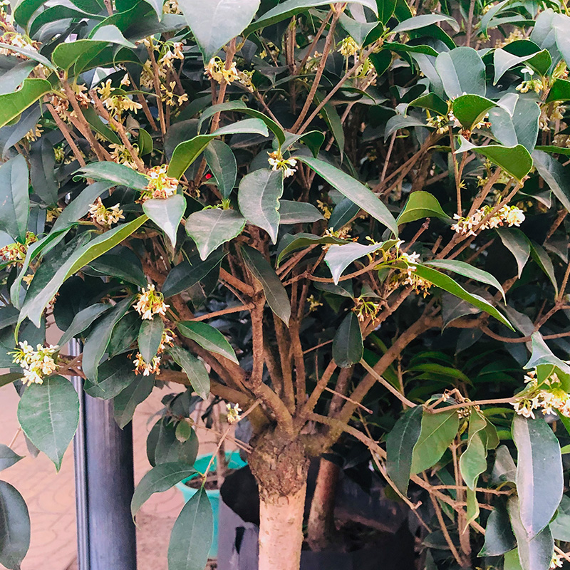 桂花树苗地栽室内庭院嫁接金桂丹桂沉香桂盆栽四季种植花卉