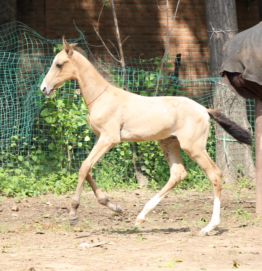 纯种金色汗血宝马土库曼斯坦国宝阿哈尔捷金马芯片护照齐全