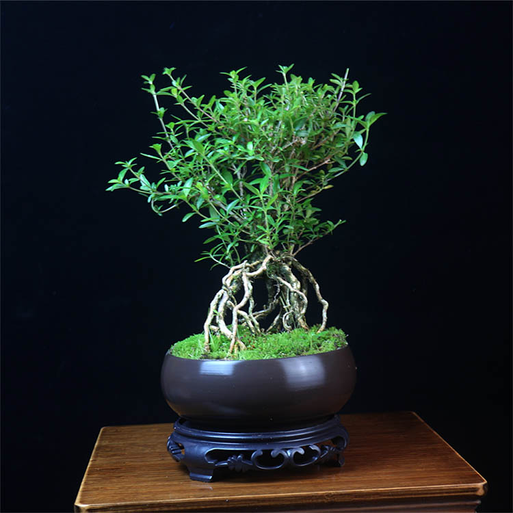 提根六月雪盆景造型盆栽室内客厅办公室植物桌面茶几小绿植精品